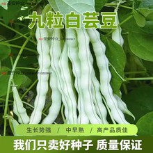 ܿNݰײ϶ǷNѴȫ߮aļժρ