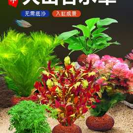 火山石水草植物鱼缸造景真草水培蜈蚣草水榕阴性绿菊净化水质套餐