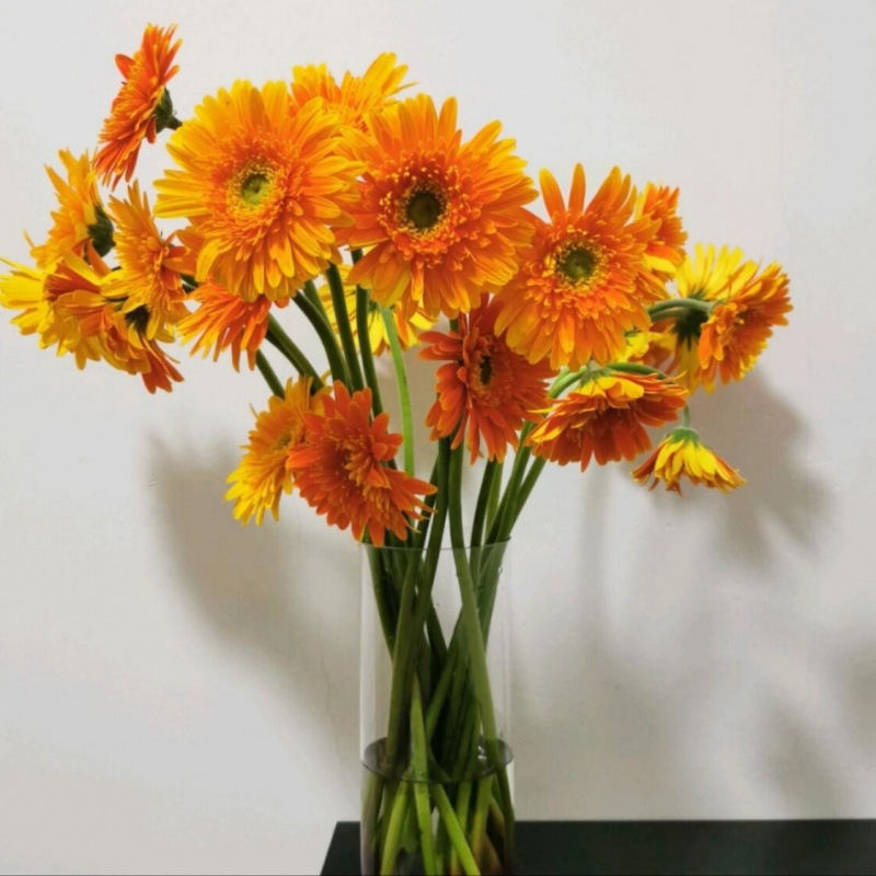 玫瑰花鲜花云南昆明基地批直发百合向日葵红豆家用鲜切水养插|undefined
