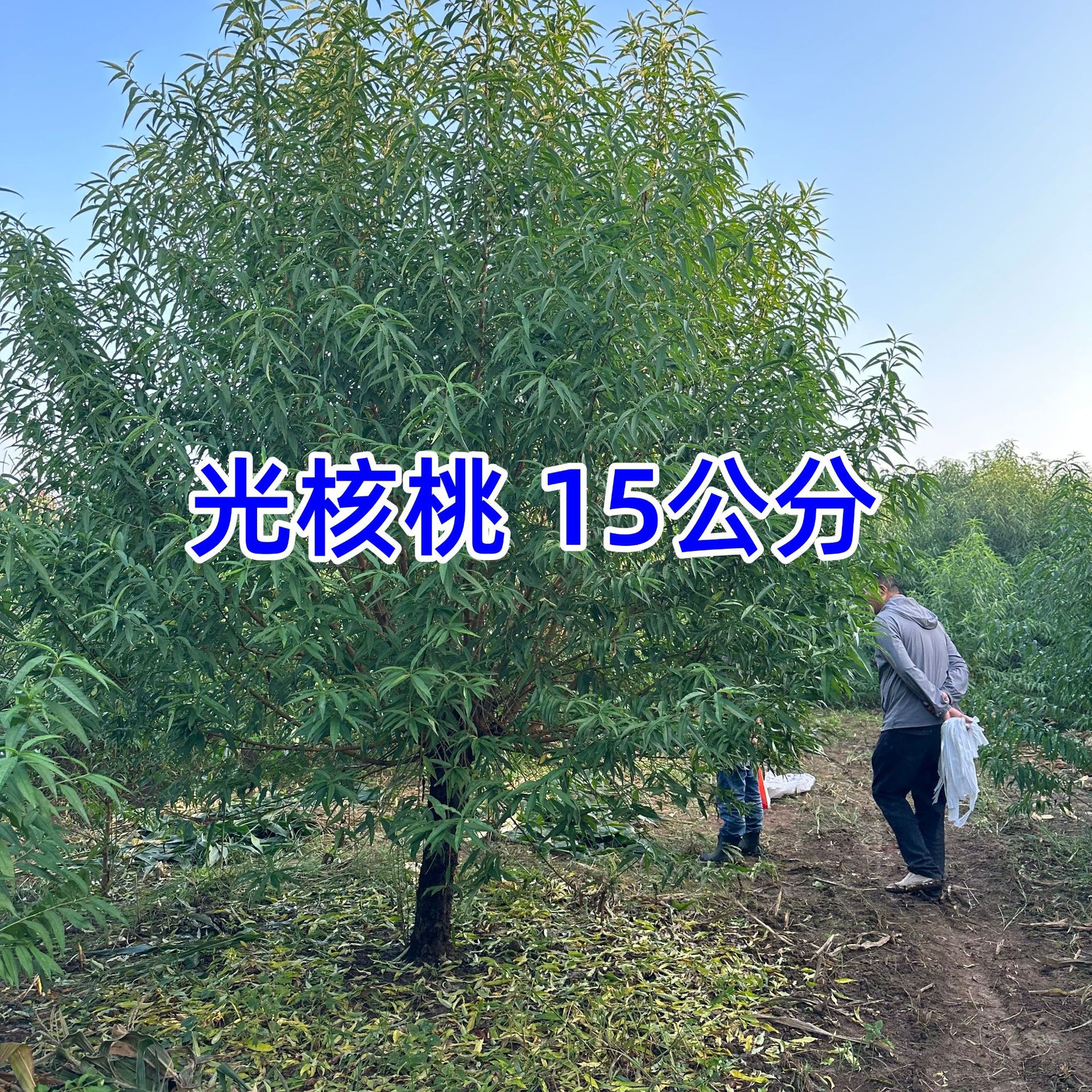西藏光核桃树苗8-20公分粗光核桃苗西藏光核桃价格光核桃树苗批发