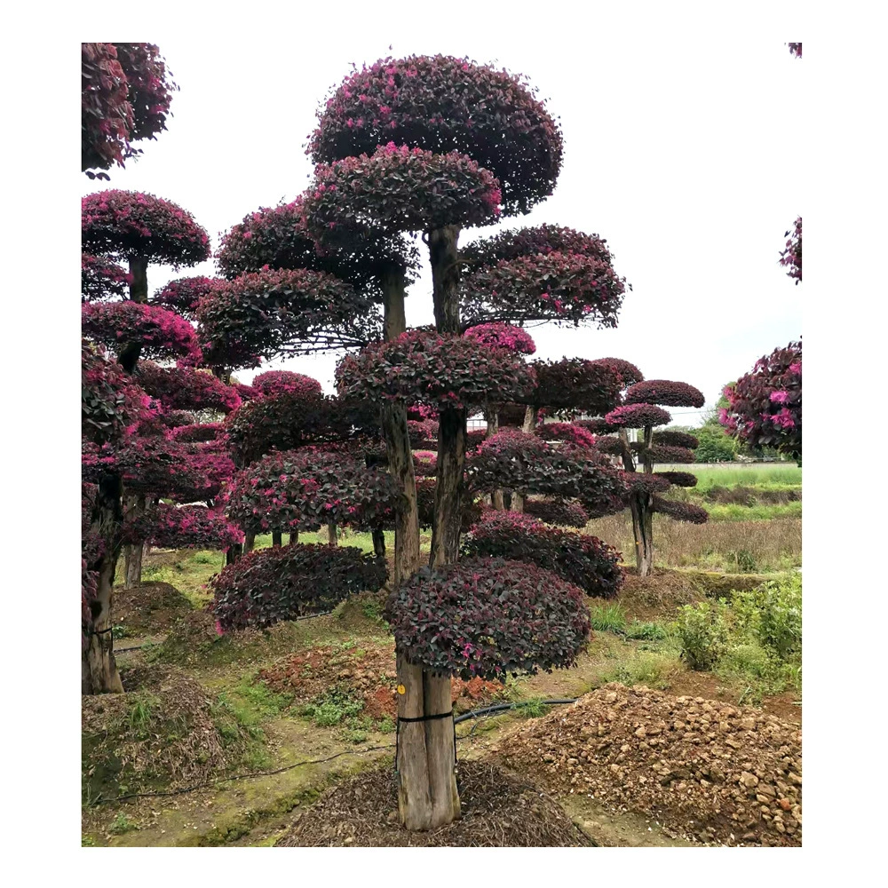 Прямые поставки в питомник красных цветов и маленьких цветов, красных цветов и маленьких цветов, красных цветов и небольших деревьев