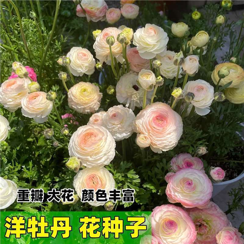 洋牡丹花毛茛种子重瓣七彩花牡丹种籽四季阳台盆栽花卉耐寒多年生