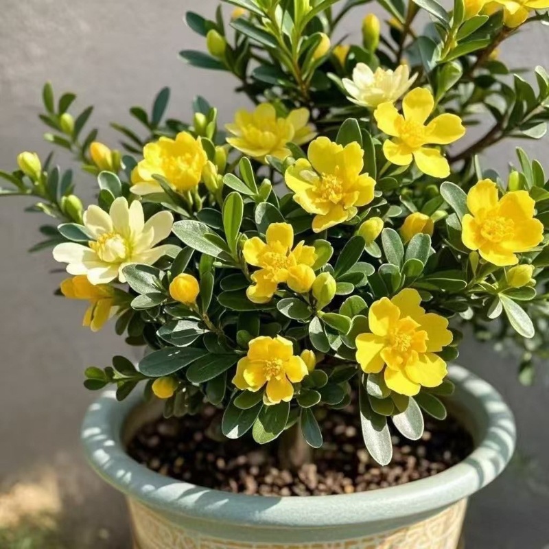 新品耐寒盆栽四季开花重瓣青杨室内外花卉阳台好养盆景花庭院花期