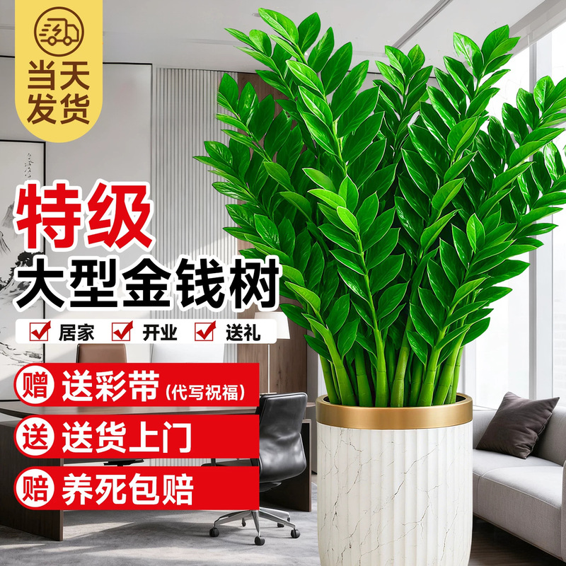Money Tree Large Potted Plant for Living Room, Large Green Plant for Office Interior, High-End Decor, Housewarming and Opening Ceremony Gift Plant
