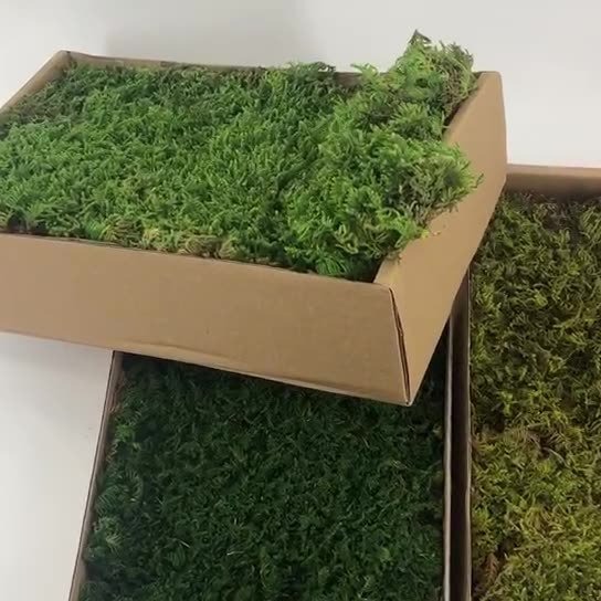 Inmortal musgo gris grande vegetación musgo seco paisaje decoración musgo césped verde planta pared de fondo de flor seca