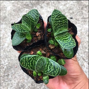 �ӌ�����ֲ��Ԫ������ؔ�M�������k���҃�����Gֲ��������