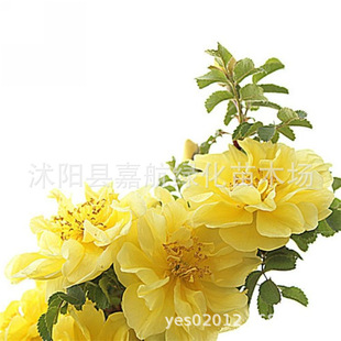 �S��õ�ѻ��N�Ӽt��õ����õ���̾����S��ݮ��Ƥ�Nޱõ�廨�N��