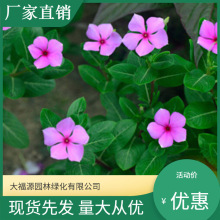 多年生草本绿植长春花批发 可盆栽观赏植物 园林观花长春花苗