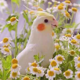 一对灰上亲人鹦鹉手养原始繁殖黄化手会玄风鹦鹉可珍珠玄风说话