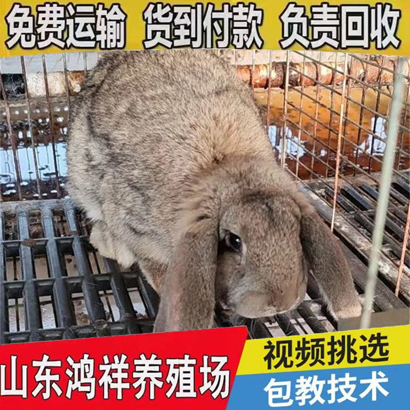 u=3211695187,1579624925&am