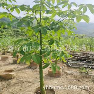 �V�|���˘����ֱ�� ������ľ�޴�� С���ֲ���ľ�޷Nֲ����