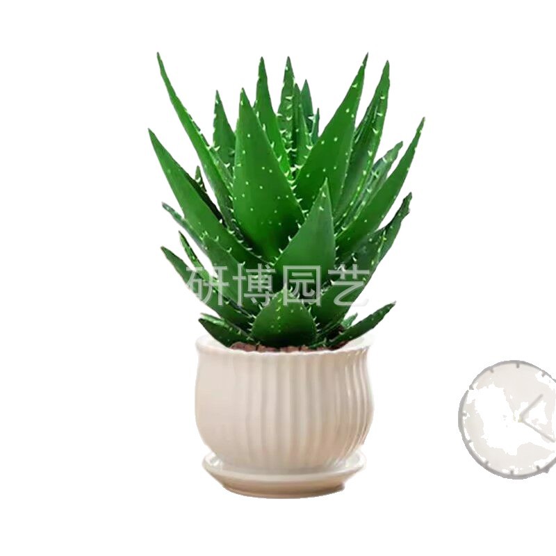 Curacao Aloe Vera sala de macetas belleza irrigación piel verde escritorio de oficina carne ciudad que nunca duerme Aloe Vera flores cactus
