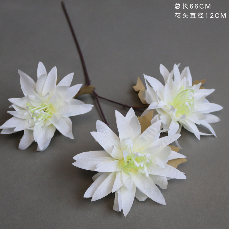 Crisantemo de garra grande blanco