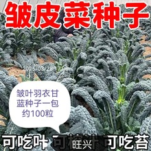 ʳð~¸{N͟{NѴﶬļ̨߲˷N