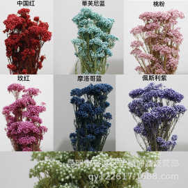 批发永生花漂色小米花 米草 DIY花艺创作花材 室内装饰用花不掉米