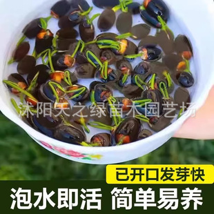 �ɻ�ź�N�����^�p�ɻ���ˮ����ɏ˯ɏ���ܳ���ˮ���N������ɏ���B