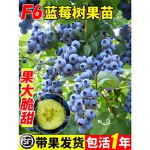 F6蓝莓树果苗四季带大果蓝梅苗薄云南车厘子苗南北方阳台种植盆栽