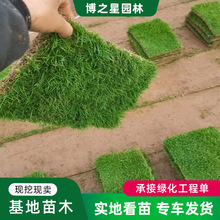 果岭草草坪草皮四季常青别墅球场工程绿化庭院美化马尼拉百慕大草