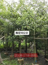 美丽绿化公分异苗10人苗木棉树苗工程美美丽树苗光杆木棉广东