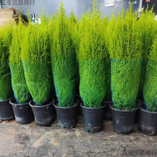 �����B�ͺ�ͥԺ������ζ�ļ����������}�Q���ɰؙ���ζ����ֲ��С