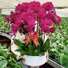 �����m���Ԏ��������m���҃ȿ͏d�Gֲ���������滨���r���_�I�ͶY