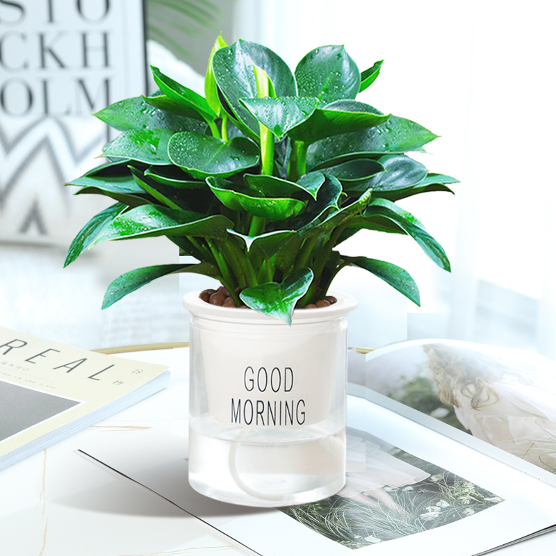 골든다이아몬드 3그루 약 25cm (굿모닝 화분) + 영양액