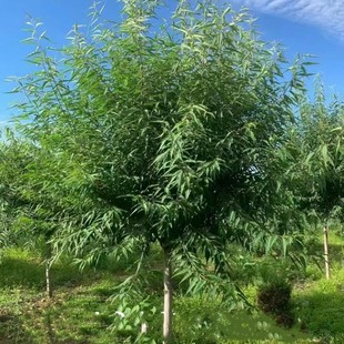 ���� ����2-9���ֹ����� �����е��� �������Ҙ� ���l�G����ľ