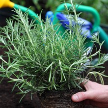 ԵN_ļ̨ԵԿʳüţݷN