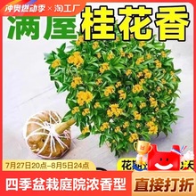 桂花树苗四季桂盆栽大树丹桂庭院花卉植物室内绿植客厅易活好养