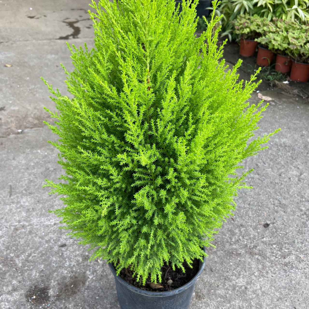 香松盆栽批发小圣诞树香味驱蚊金冠柏耐寒耐晒绿植盆栽棒棒糖香-阿里巴巴