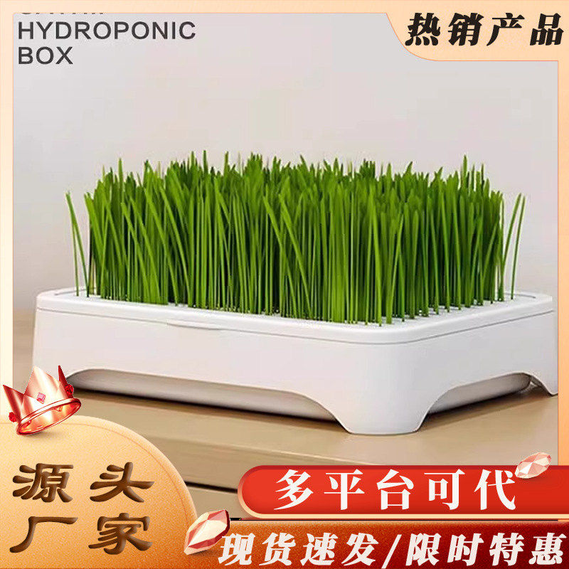 Planta en maceta de hierba para gatos hidropónica sin suelo