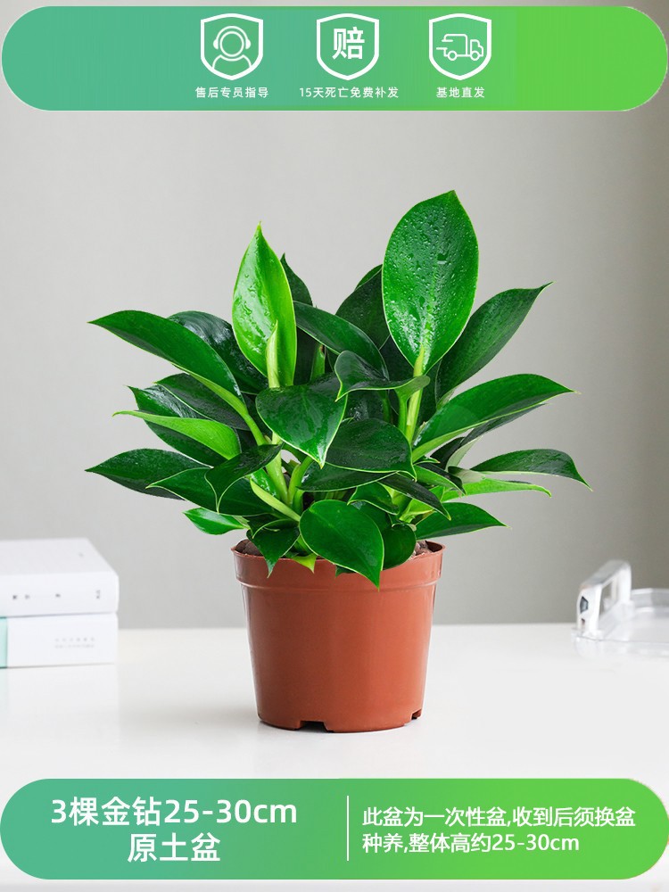 [한정판매] 골드 다이아몬드 3개 25-30CM 오리지널 흙대야 + 영양액