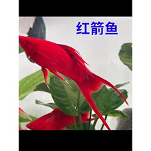 红箭鱼热带冷水观赏鱼小型双尾红剑鱼红米奇胎生活鱼苗好养耐活