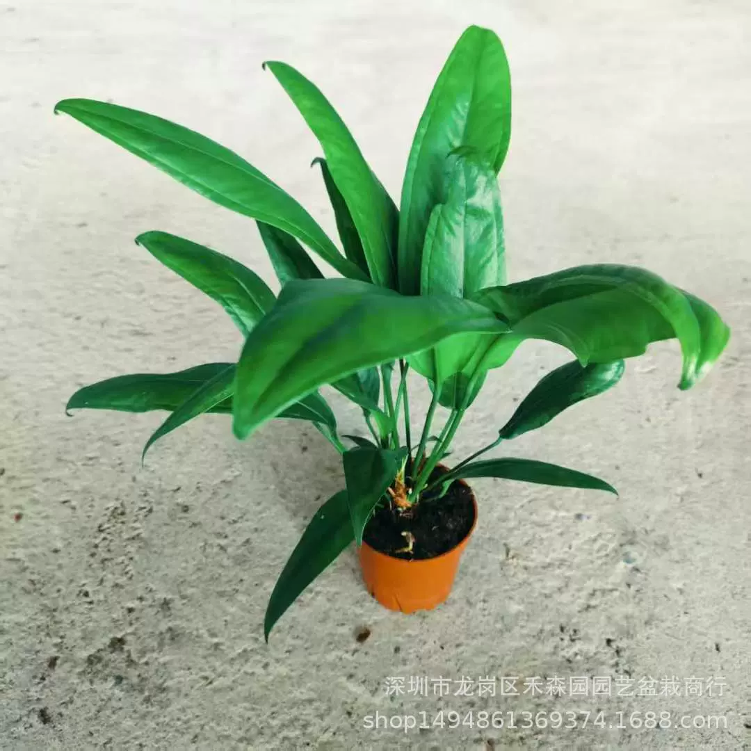 Витая цветочная свеча калла филодендрон арум комнатное подвесное зеленое растение в горшке с огненным листьями