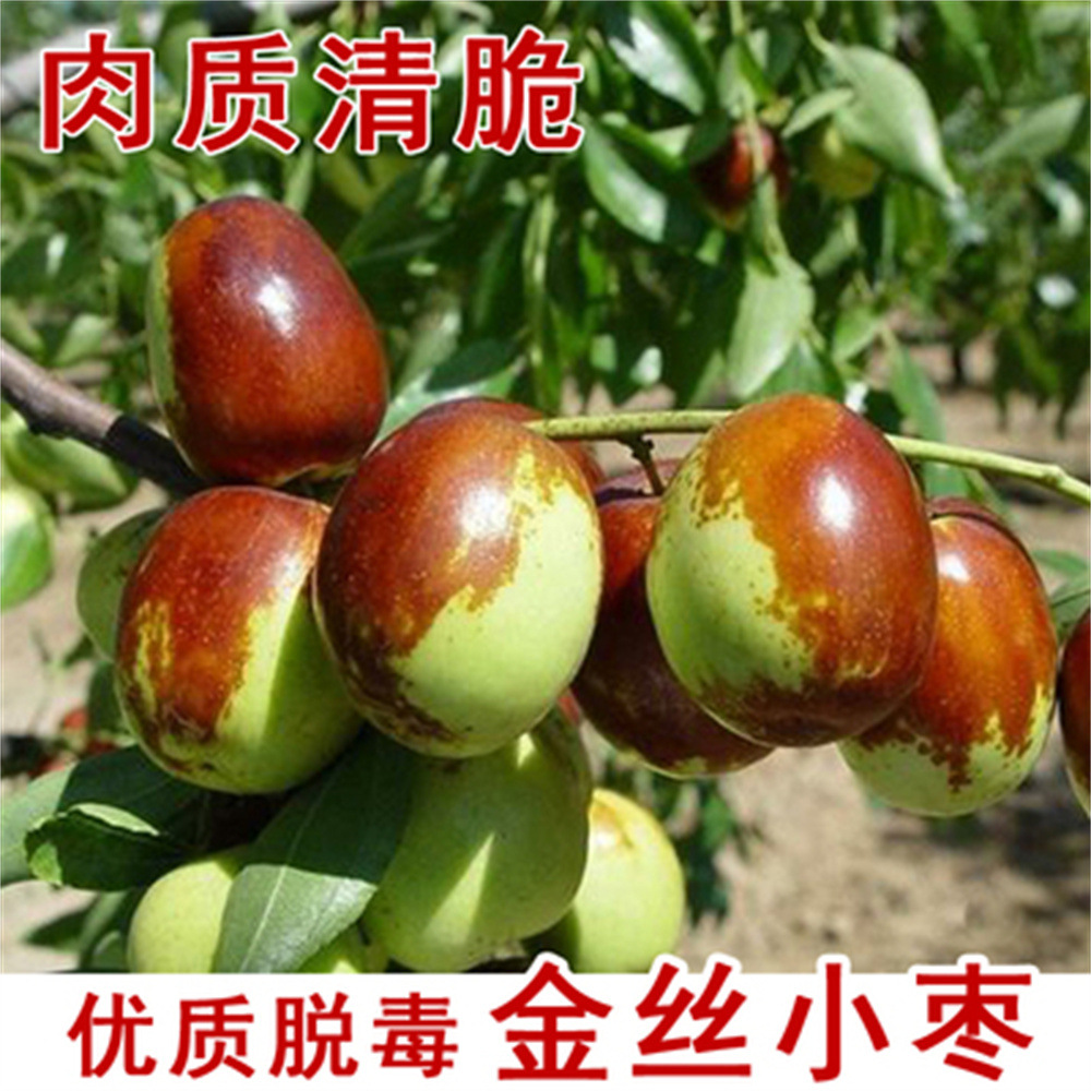 金丝大甜枣霸王枣苗泗洪大枣树苗嫁接南北方种植果树盆栽当年挂果