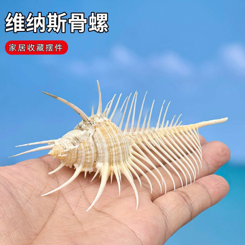 Natural Conch Shell Witch Bone Screw Venus Shell Spiny Fish Tank Landscape Decoration Creative Fashion Deep Sea Ornaments Natural Conch Shell Witch Bone Screw Venus Shell Spiny Fish Tank Landscape Decoration Creative Fashion Deep Sea Ornaments