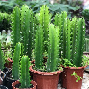 �������������҃�ֲ���k�����͏d���B����������������߾Gֲ����