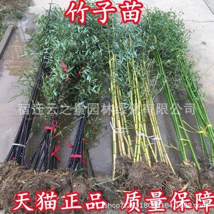 Bamboo Seedlings, Garden Plant Pots, Evergreen Greenery, Cold-Resistant Saplings, Purple Bamboo, Golden Bamboo, Luohan Bamboo, Large Moso Bamboo