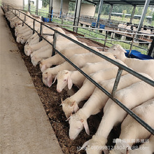 小尾寒羊养殖场出售 活羊 小尾寒羊种羊 杜柏羊羊苗多少一斤