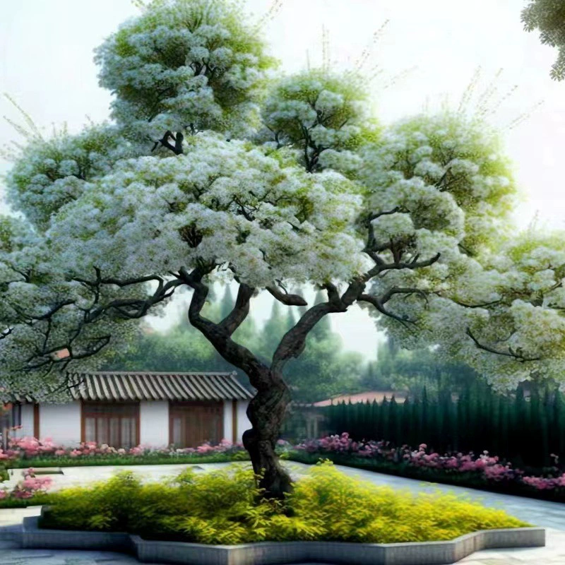 Молодой саженец Tassel Dream, апрельский снег, привитый корень масла османтуса, север и юг, легко выращивать, морозостойкие и термостойкие садовые цветы в горшках