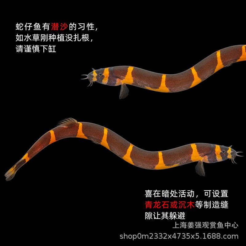 she仔鱼苦力清除食物残渣蛋白虫涡虫泥鳅观赏热带鱼活体底层清洁-阿里巴巴