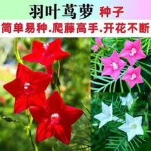 羽叶茑萝花种子庭院爬藤植物五角星花爬墙花盆栽阳台四季花卉种子