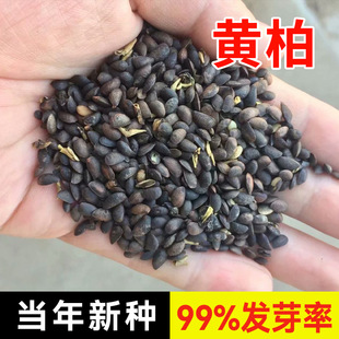 Medicinal Materials: Phellodendron Amurense Seeds, Phellodendron Amurense, PhellodendronAmuren