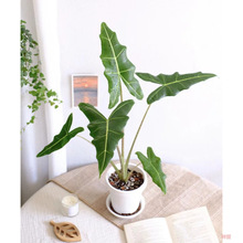 _ Alocasia 'Sarian' ins  WLWt ֲ