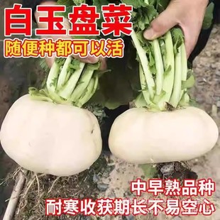 ����P�˷N�Ӝ��ݱP���^���^�˽����ԭ�b�ļ��߲˷N�Ӵ�ȫ�˷N��