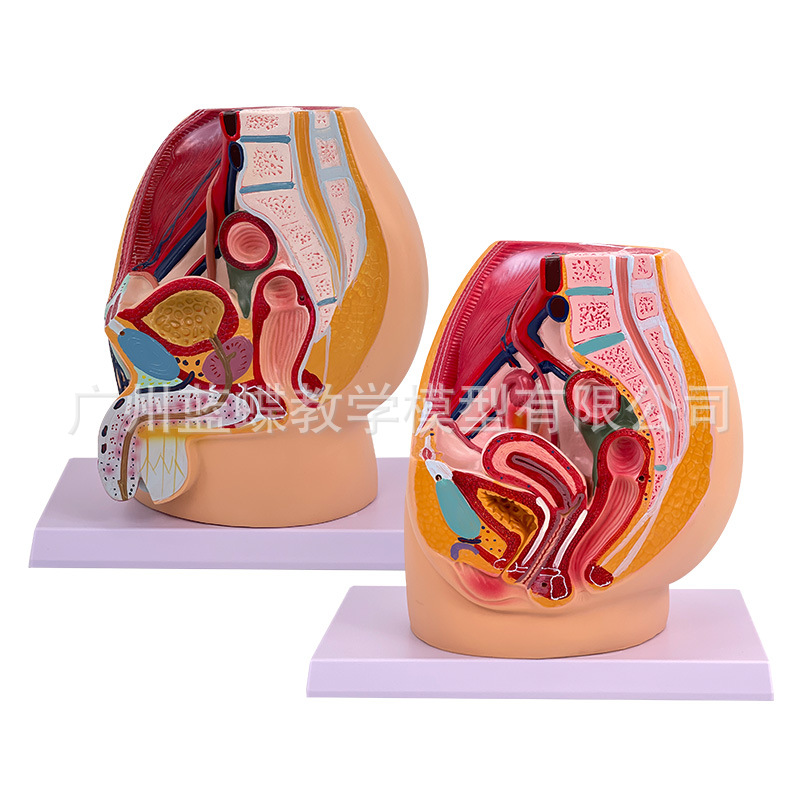 Ů����ֳϵͳʸ״����ģ�� Ů�������ӹ� ��ǻʸ״����ģ�� 1����