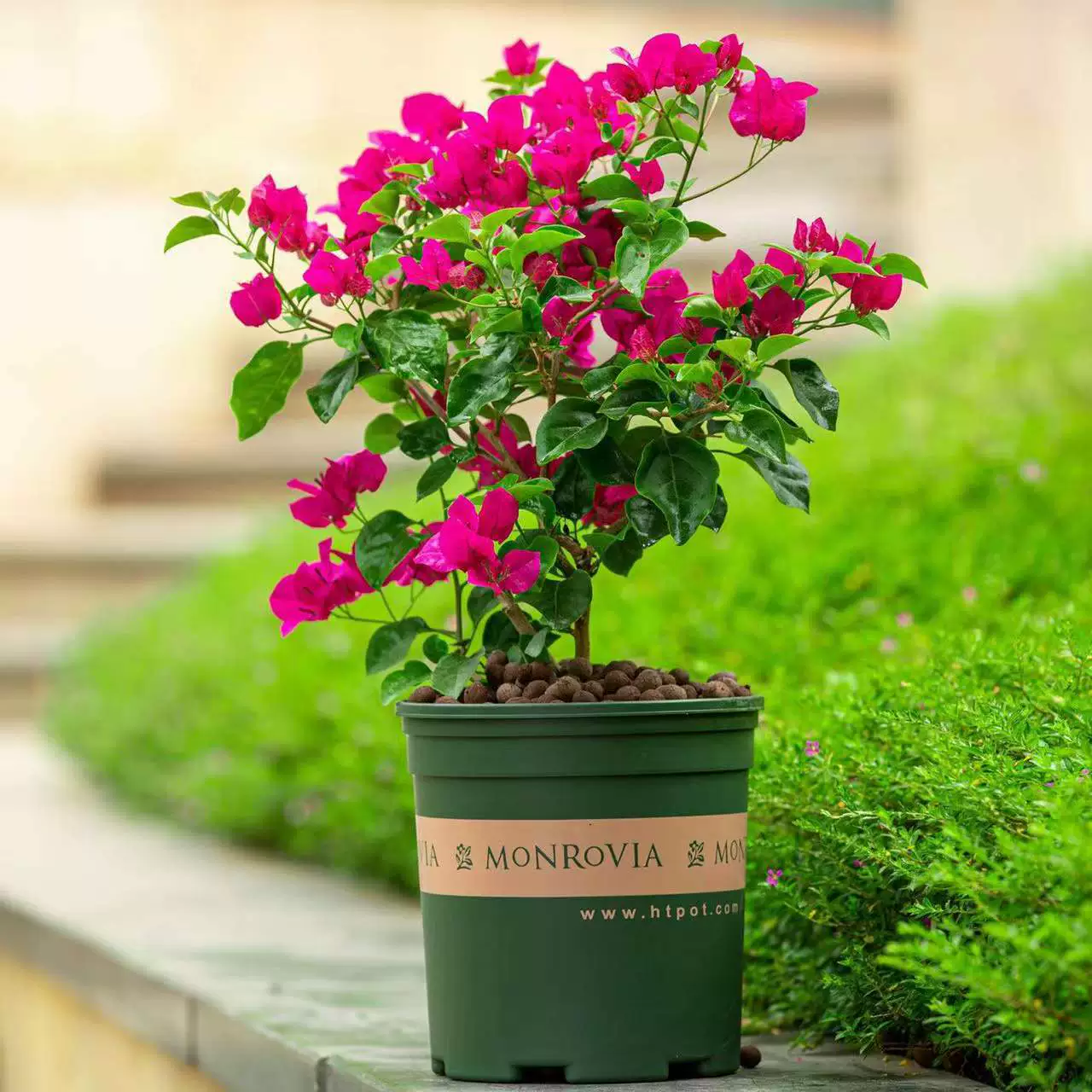 Bougainvillea Горшечное растение с цветочным горшком многоцветный Four Seasons открытый старый ворс новый сорт Большой двойной цветок зеленое растение Вьющееся виноградное растение