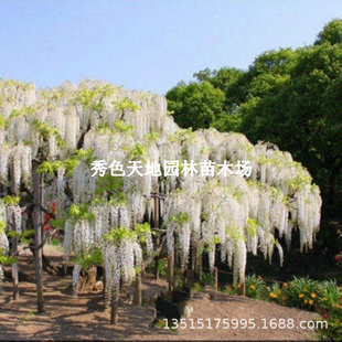 Wisteria Saplings, Climbing Vines, Courtyard Walls, Four-Season Flowering Potted Flower Seedlings, Green Plants, Florals, Vines, Purple Wisteria