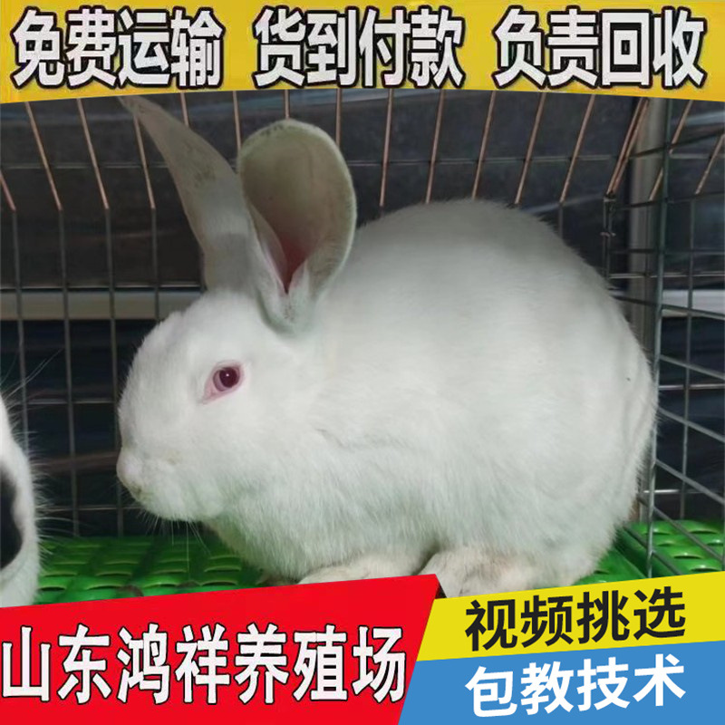 conew_u=3961333115,3909919529&