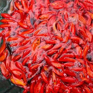 ���B�Ͳݽ��~����~�ݽ��~��ϻ���ˮ�^�p�~�~����B�������~